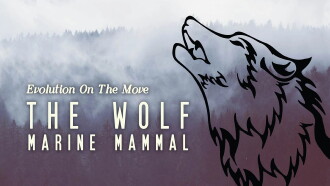 The Wolf: Marine Mammal Trailer