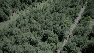 The Woods Trailer