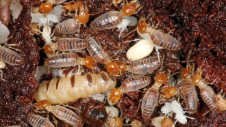 The World According to Termites Trailer