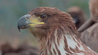 The World of Birds of Prey – Right to Survival Trailer