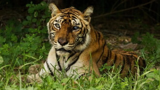 The World's Most Famous Tiger Trailer