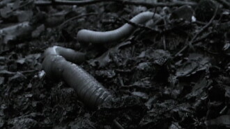 The Worm Hunters Trailer