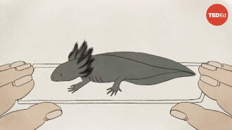 These Salamanders Snack on Each Other (But Don't Die) Trailer