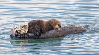 Threatened: The Controversial Struggle of the Southern Sea Otter Trailer