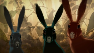 Three Hares Trailer