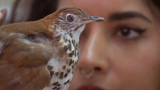 Through a Glass Eye Trailer