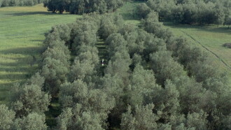Through the Olive Trees Trailer