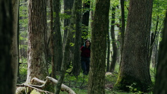 Through The Trees Trailer