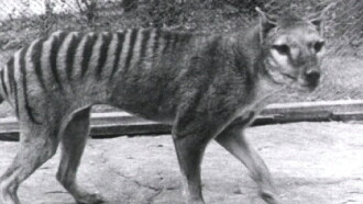 Thylacine Footage Trailer