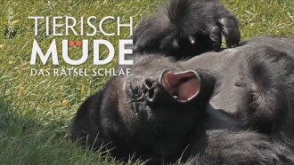 Tierisch müde - Das Rätsel Schlaf Trailer