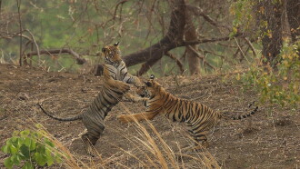 Tiger Queen of Taru Trailer