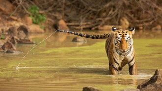 Tiger Queen of Taru Trailer