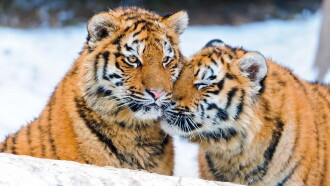 Tigers of the Snow Trailer