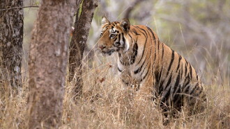 Tigress Blood Trailer