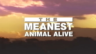 Time Life Animal Oddities: The Meanest Animal Alive Trailer