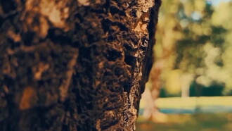Toprak Trailer