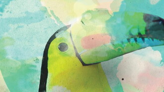 Toucan Nation Trailer