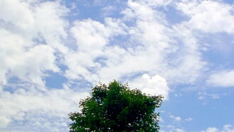 Tree Trailer