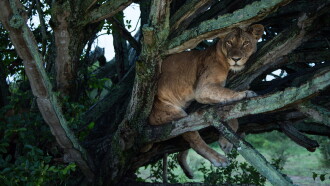 Tree Climbing Lions Trailer