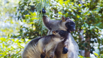 Tree Kangaroos: Ghosts of the Forest Trailer