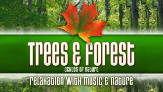Trees & Forest: Echoes of Nature Relaxation with Music & Nature Trailer