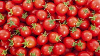 Triumph of the Tomato Trailer