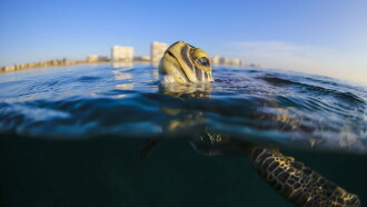 Troubled Waters: A Turtle's Tale Trailer