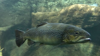Trout; A Fish that Nothing can Stop Trailer