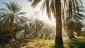 Tunisie : Une oasis dans un grain de sable Trailer