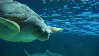Turtles of the World Trailer