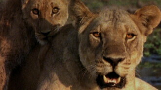 Ultimate Enemies: Elephants and Lions Trailer
