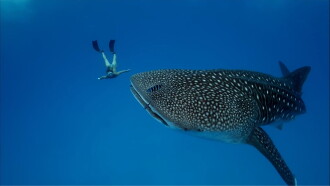 Ultimate Freedive: The Great Barrier Reef Trailer