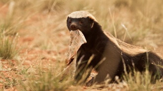 Ultimate Honey Badger Trailer