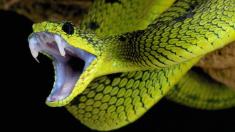 Ultimate Viper: Fear the Fang Trailer