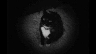 Um Dia de Gato Trailer