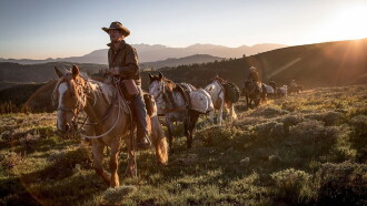 Unbranded Trailer