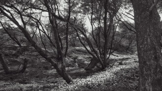 Under The Idhum Tree Trailer
