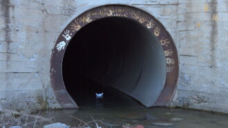 Under the Road, the River! Trailer