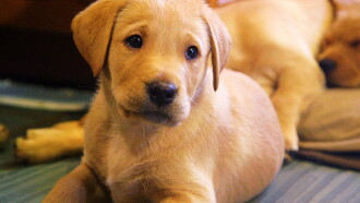 Une vie de chiot Trailer