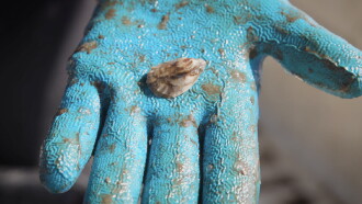 Unfiltered: The Truth About Oysters Trailer