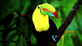 Untamed Costa Rica with Filipe DeAndrade Trailer
