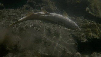 Upstream Trailer