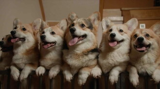 Us, Our Pets and the War Trailer