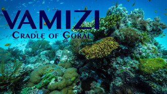 Vamizi Cradle of Coral Trailer