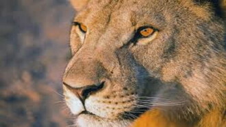 Vanishing Kings: Desert Lions of the Namib Trailer