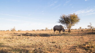Vestige Trailer