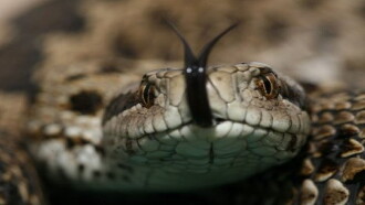 Vipera Life – A serpent’s life Trailer
