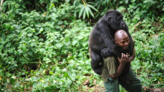 Virunga Trailer