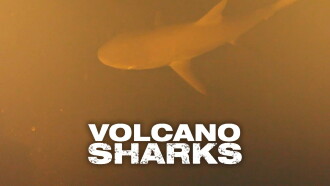 Volcano Sharks Trailer