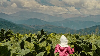 Wacay, mujeres del tabacal Trailer